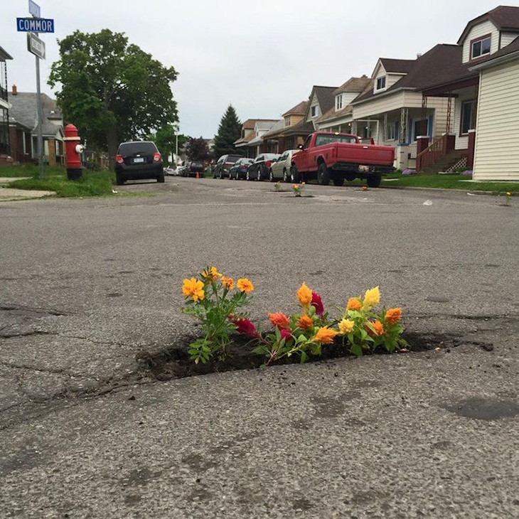 Pothole Flowers 1.jpg