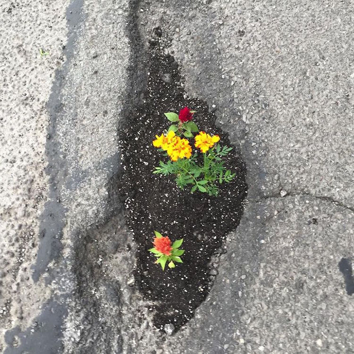 Pothole Flowers 10.jpg