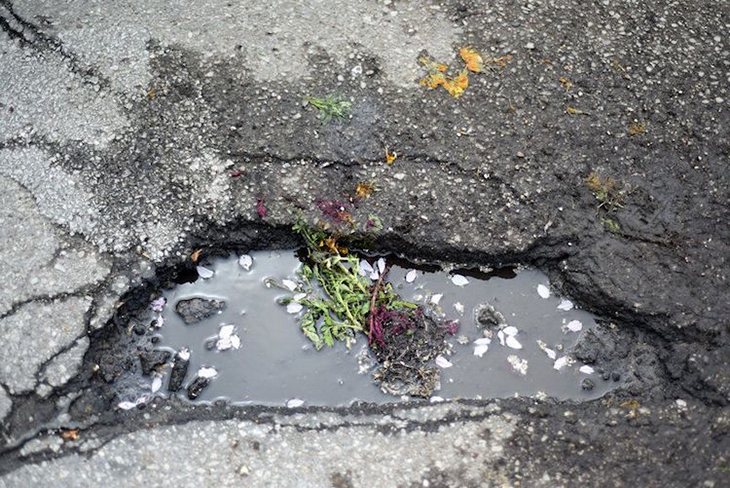 Pothole Flowers 11.jpg