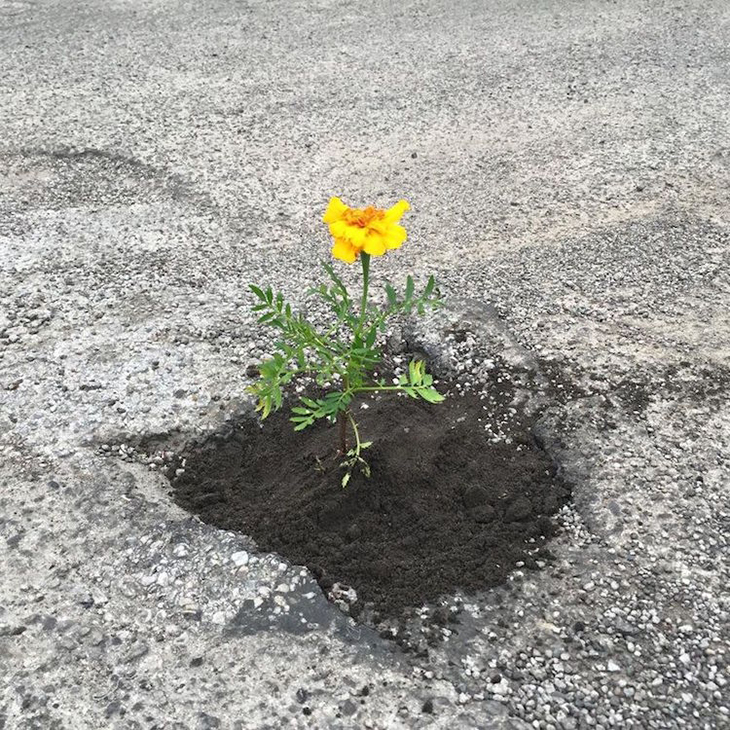 Pothole Flowers 2.jpg