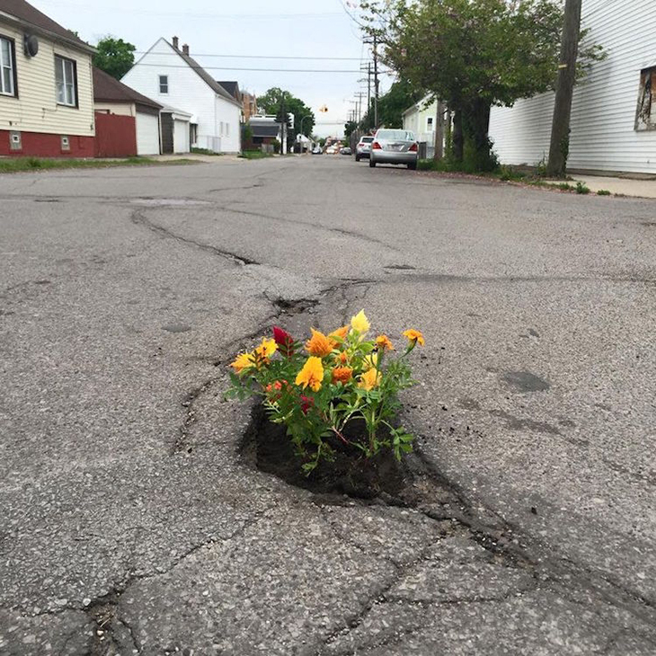 Pothole Flowers 4.jpg