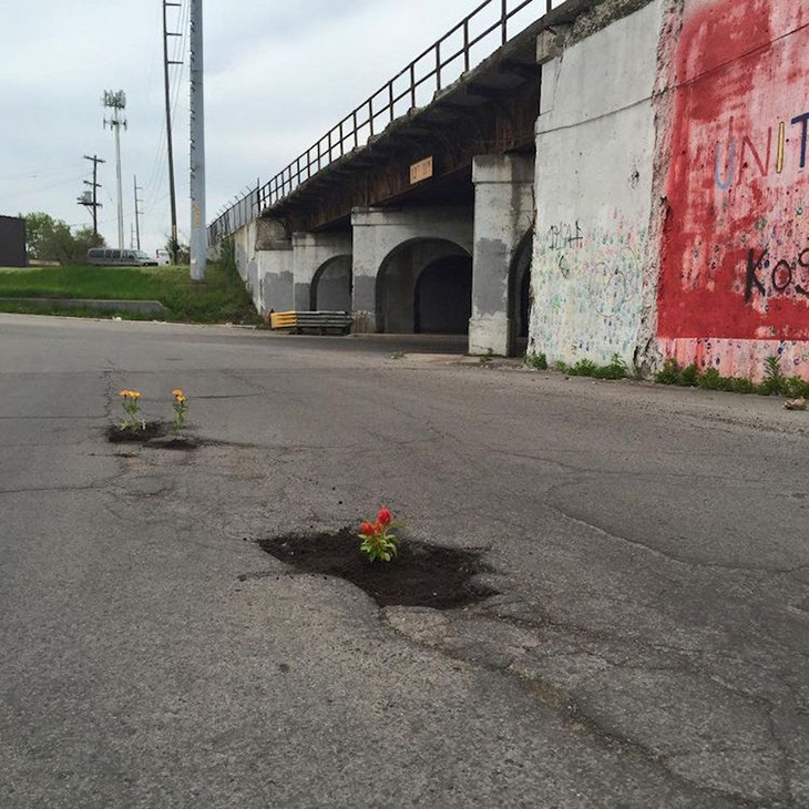 Pothole Flowers 5.jpg
