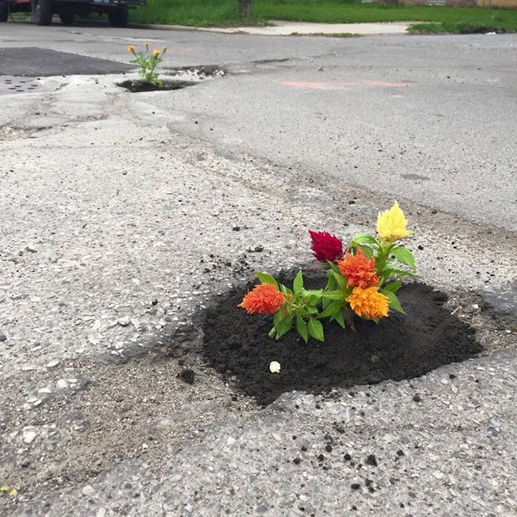 Pothole Flowers 6.jpg