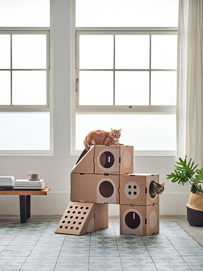 cat_thing_3.jpg