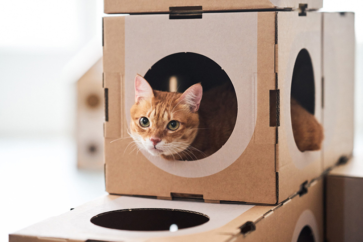 cat_thing_8.jpg