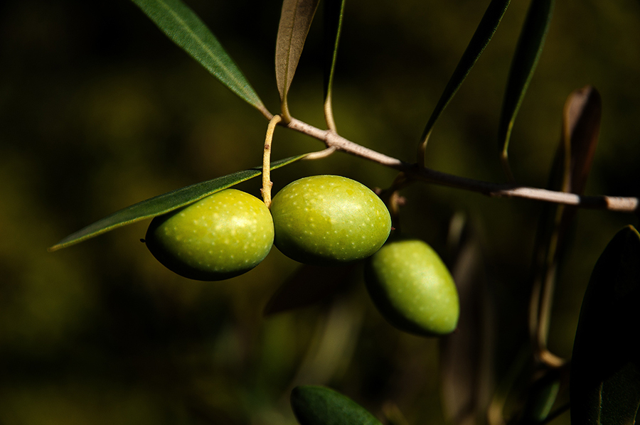 oliveseed.jpg