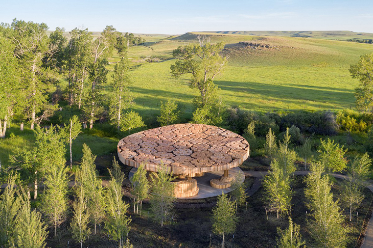 Xylem_3.jpg