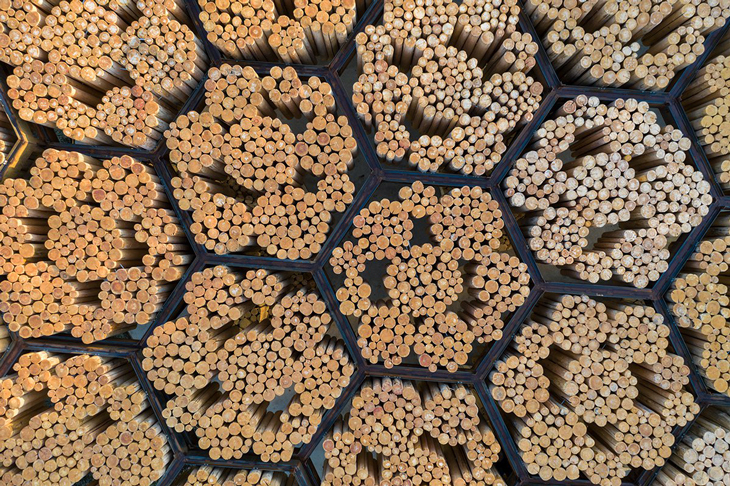 Xylem_4.jpg