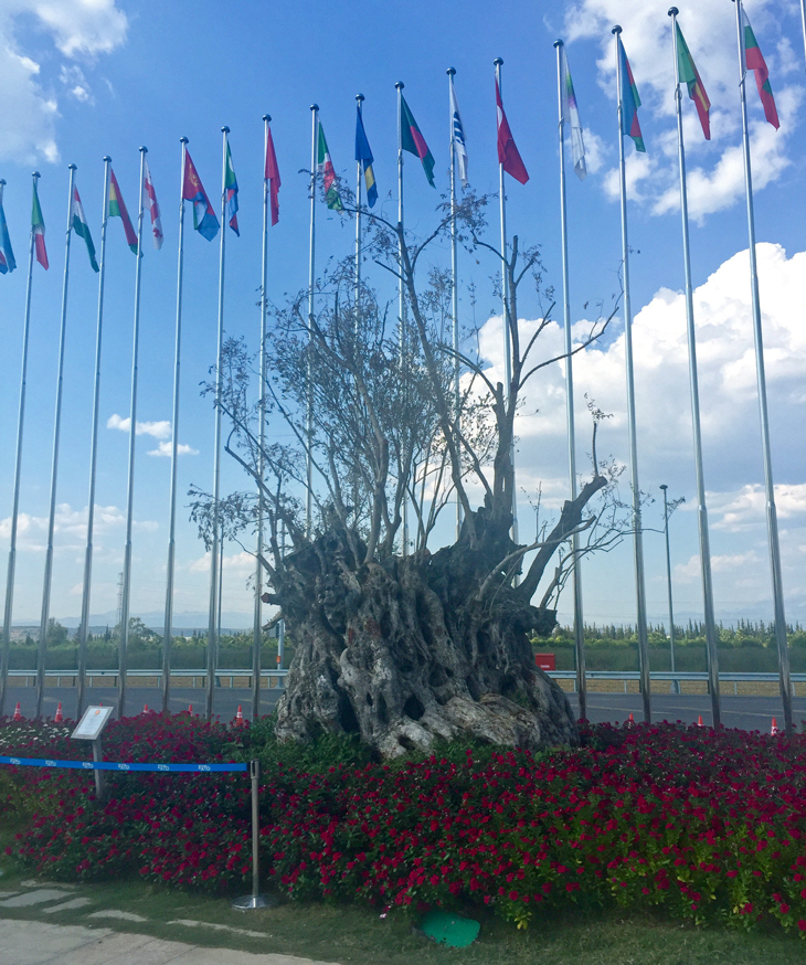 expoantalya_zeytin.jpg