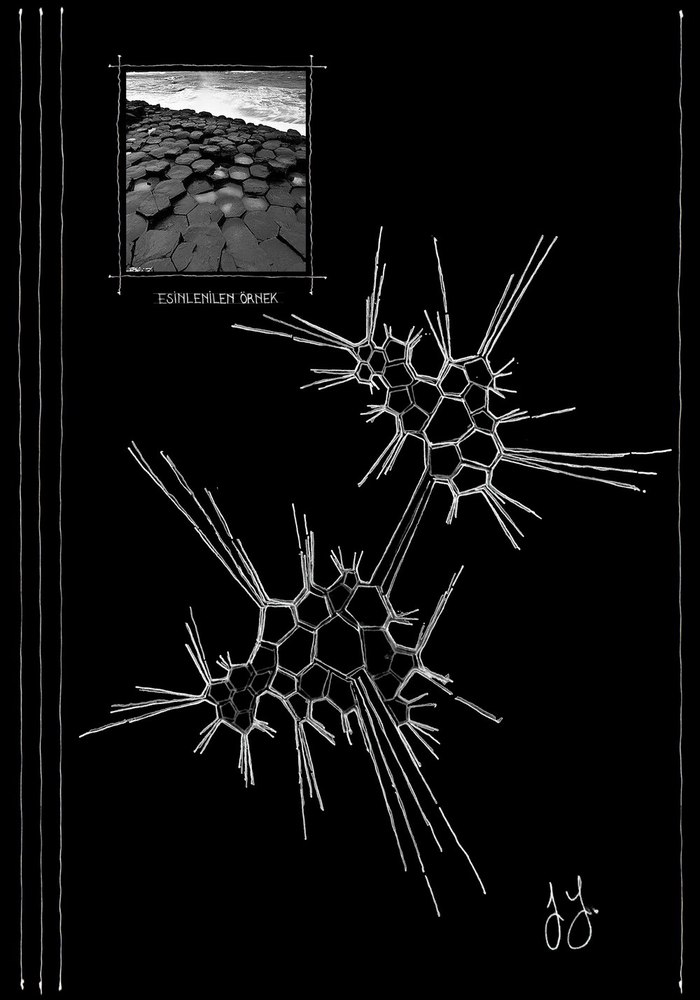 seraphoca1.jpg
