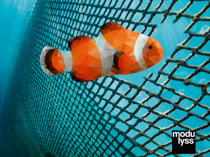 clown_fish_006.jpg