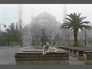 istanbulun-sokak-köpekleri.jpg