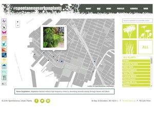 spontenaous urban plants.jpg