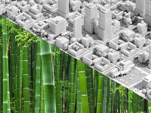 manset_bamboo2.jpg