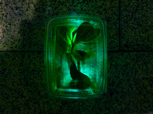 luzinterruptus_garden_2.jpg