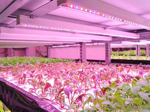 vertical farm 2.jpg