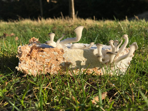 Mycelium04.jpg