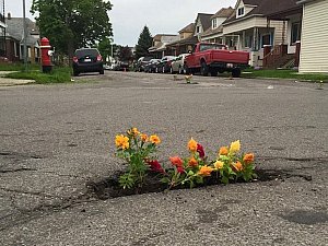 Pothole Flowers