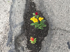 Pothole Flowers 10.jpg