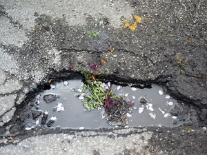 Pothole Flowers 11.jpg