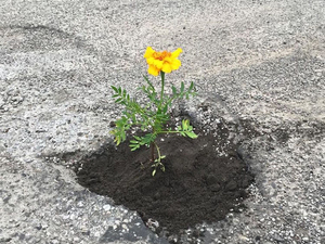 Pothole Flowers 2.jpg