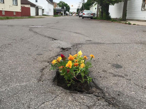 Pothole Flowers 4.jpg