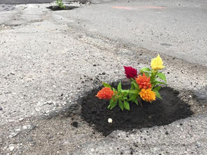 Pothole Flowers 6.jpg
