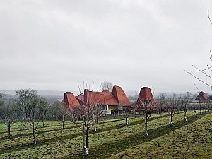 caring wood
