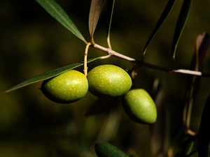 oliveseed.jpg