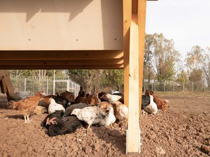 tavuklar_evi (19).jpg