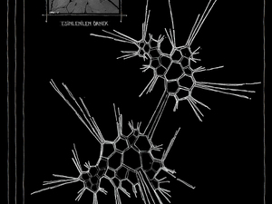 seraphoca1.jpg